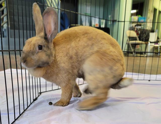 adoptable Rabbit in Tacoma, WA named A593009