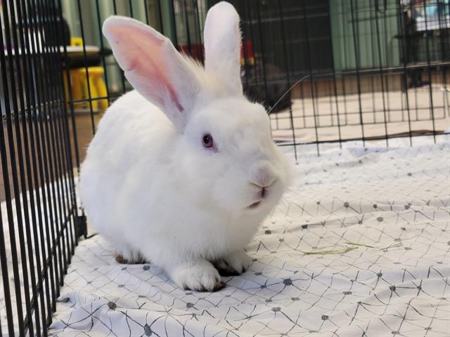 adoptable Rabbit in Tacoma, WA named A593012