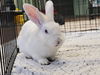 adoptable Rabbit in , WA named A593012