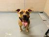 adoptable Dog in Tacoma, WA named GRACIE