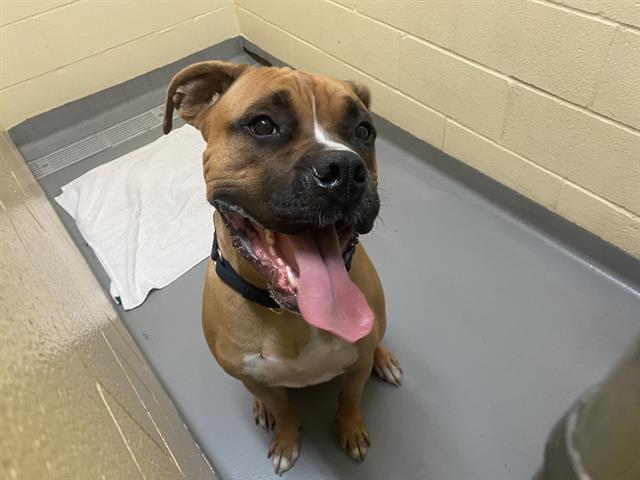 adoptable Dog in Tacoma, WA named ROCKY