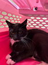 adoptable Cat in , WA named BUSINESS CAT LINX