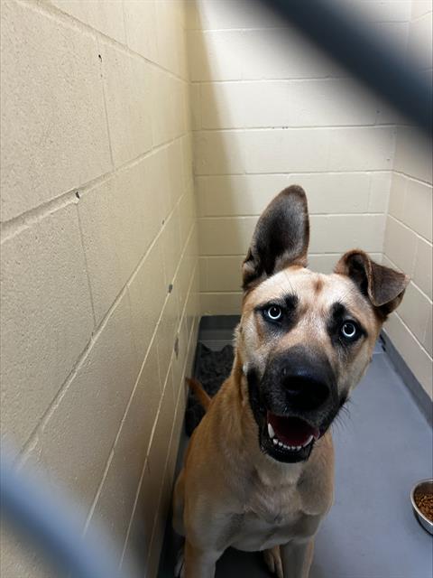 adoptable Dog in Tacoma, WA named NEWMAN