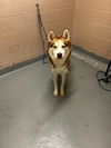 adoptable Dog in , WA named WOLFIE