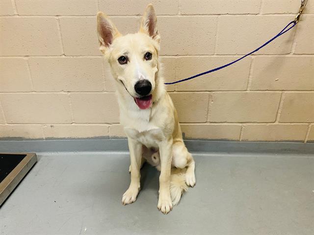 adoptable Dog in Tacoma, WA named TRUFFLE