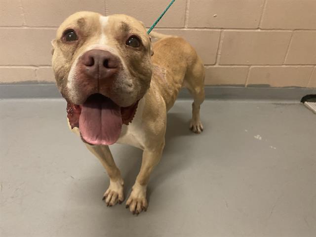 adoptable Dog in Tacoma, WA named MS. PEACOCK