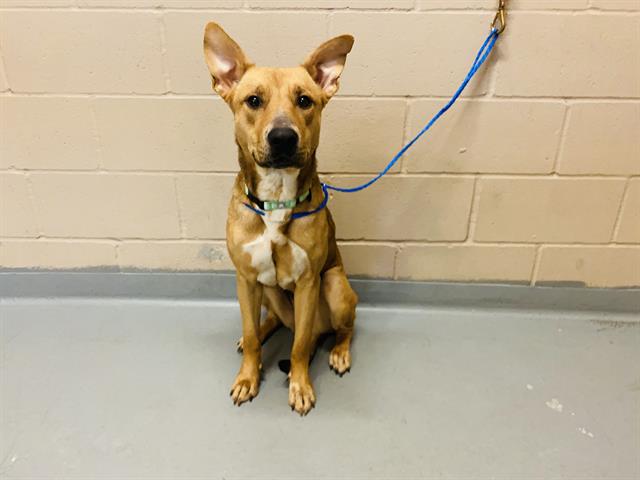 adoptable Dog in Tacoma, WA named POPPY