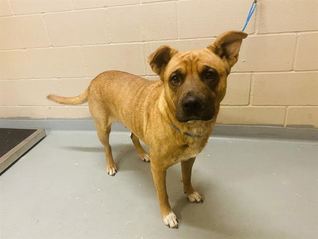 adoptable Dog in Tacoma, WA named MOCHI