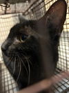 adoptable Cat in , WA named BOO