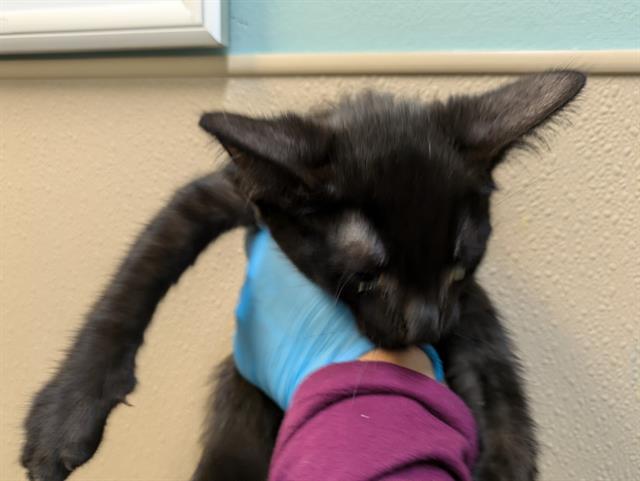 adoptable Cat in Tacoma, WA named SPIDER