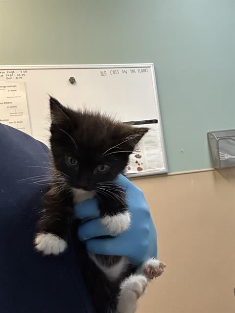 adoptable Cat in Tacoma, WA named GILLY