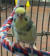 adoptable Bird in Tacoma, WA named A593415