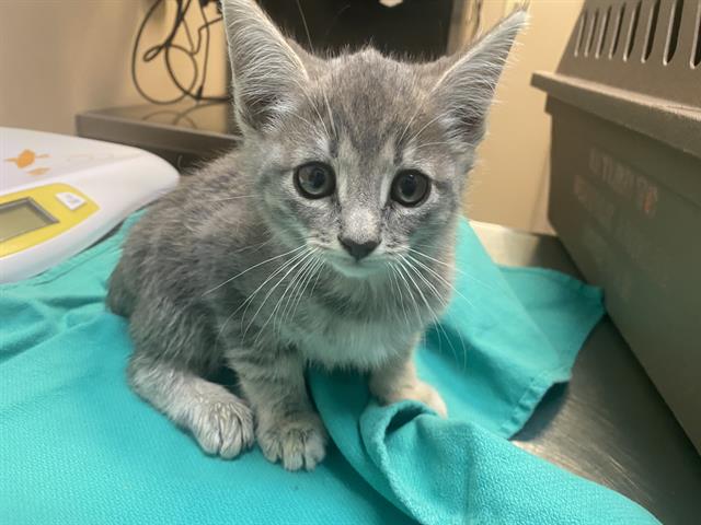 adoptable Cat in Tacoma, WA named A593417