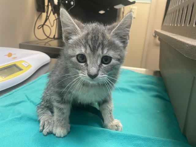 adoptable Cat in Tacoma, WA named A593419