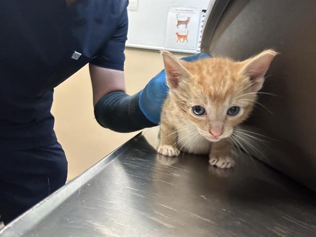 adoptable Cat in Tacoma, WA named JACK JACK