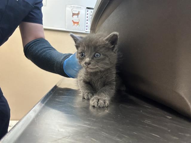 adoptable Cat in Tacoma, WA named BLUEY