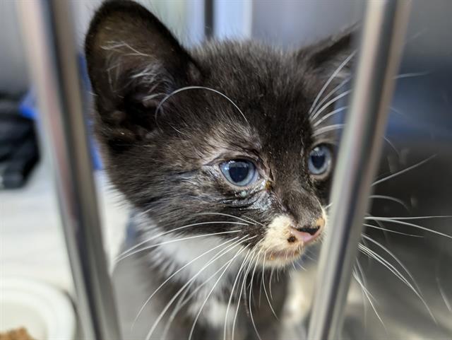 adoptable Cat in Tacoma, WA named SCRAPPY