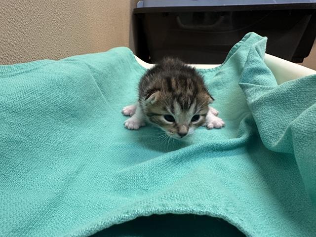 adoptable Cat in Tacoma, WA named STRIPER