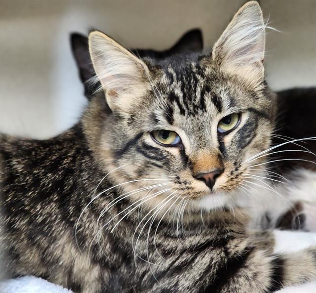 adoptable Cat in Tacoma, WA named CHERVIL