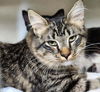 adoptable Cat in , WA named CHERVIL