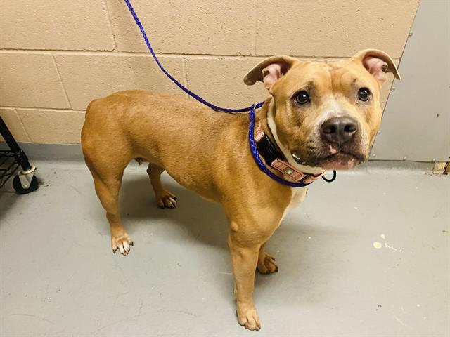 adoptable Dog in Tacoma, WA named PEACHES