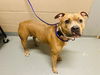 adoptable Dog in  named PEACHES