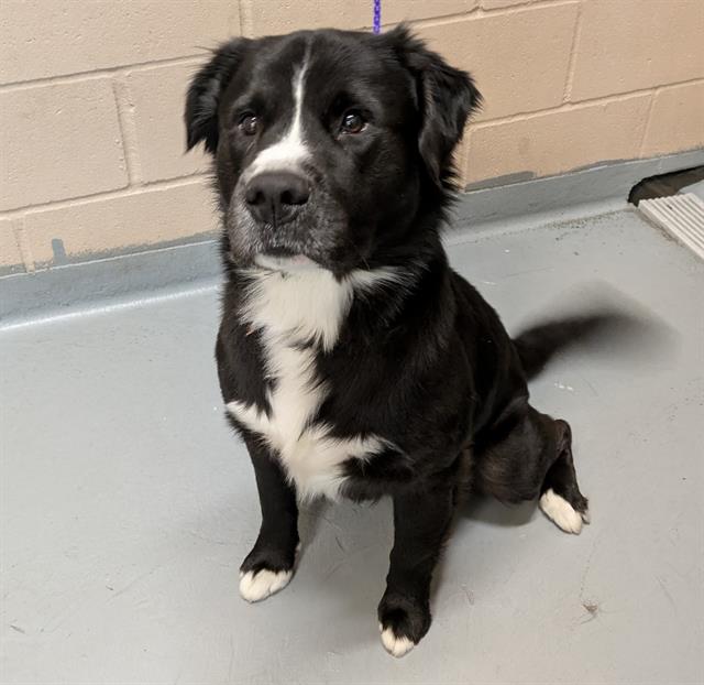 adoptable Dog in Tacoma, WA named BILBERRY