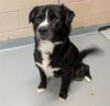 adoptable Dog in  named BILBERRY