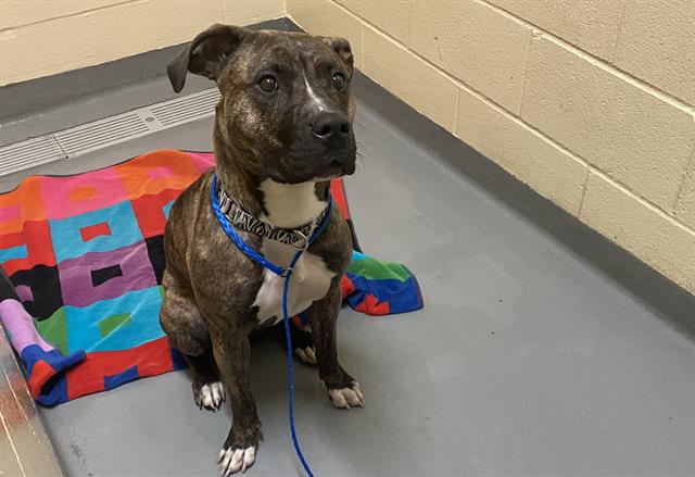 adoptable Dog in Tacoma, WA named GRACE