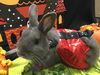 adoptable Rabbit in , WA named ASHER