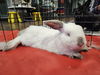 adoptable Rabbit in , WA named BUTTON