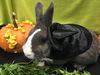 adoptable Rabbit in , WA named KOA