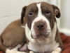 adoptable Dog in , WA named SEREBEIN