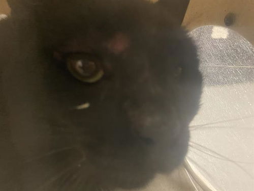 picture of the cat needing adoption