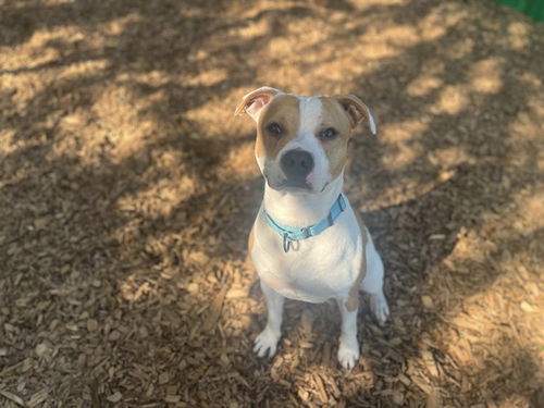 picture of the dog needing adoption