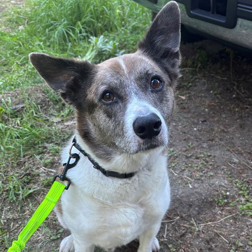 picture of the dog needing adoption