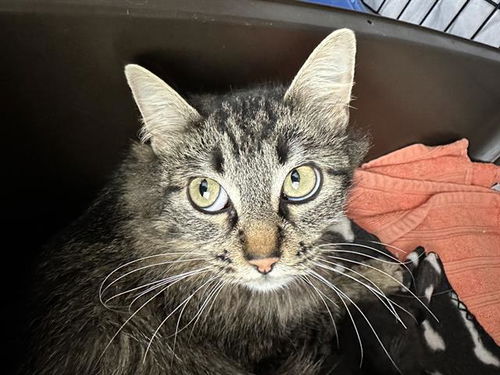 picture of the cat needing adoption