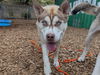 adoptable Dog in  named CAPTAIN KIRK
