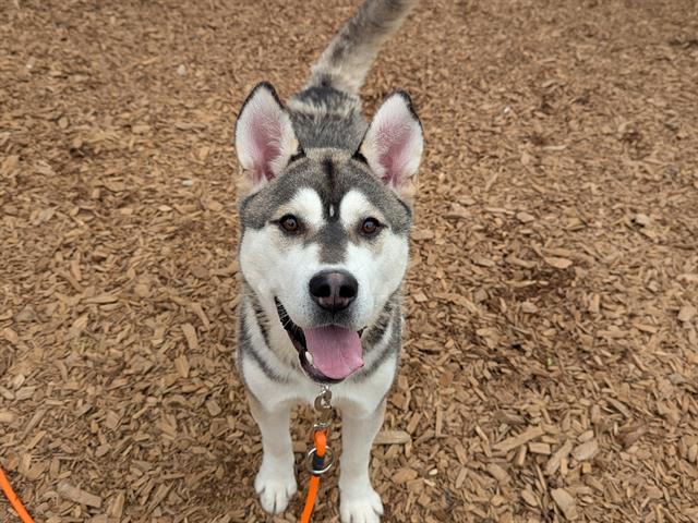 adoptable Dog in Tacoma, WA named SPOCK