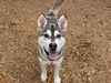 adoptable Dog in  named SPOCK