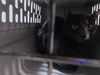 adoptable Cat in Tacoma, WA named WORKING CAT WOOLY