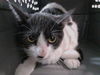 adoptable Cat in Tacoma, WA named WORKING CAT GATITO