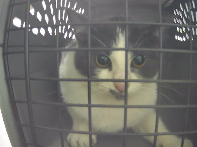 adoptable Cat in Tacoma, WA named WORKING CAT FLOOF