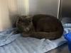 adoptable Cat in Tacoma, WA named WORKING CAT MISHA
