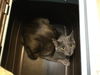 adoptable Cat in Tacoma, WA named WORKING CAT BUNNY