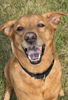adoptable Dog in Tacoma, WA named SASHA