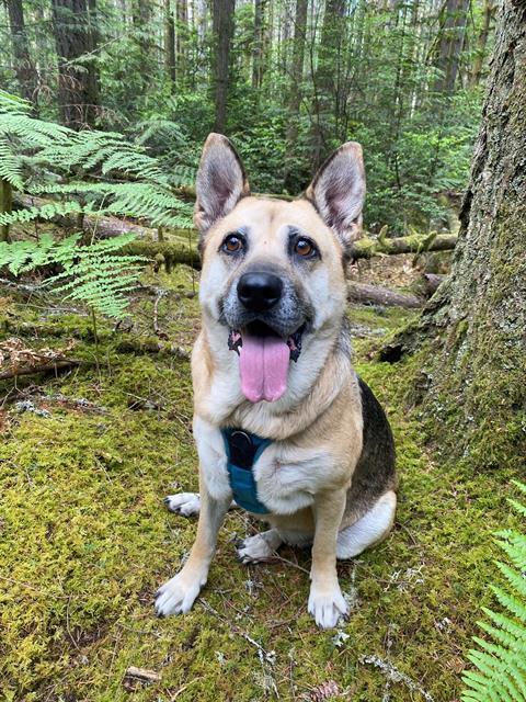 adoptable Dog in Tacoma, WA named CALLA