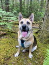 adoptable Dog in Tacoma, WA named CALLA