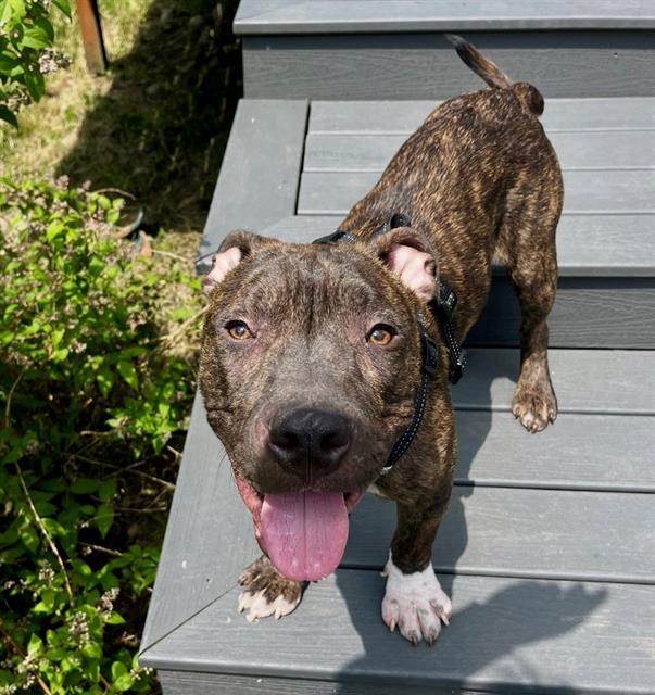 adoptable Dog in Tacoma, WA named QUINCY