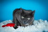adoptable Cat in Tacoma, WA named BUFFY